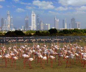 Pink Flamingos vor Dubai Skyline