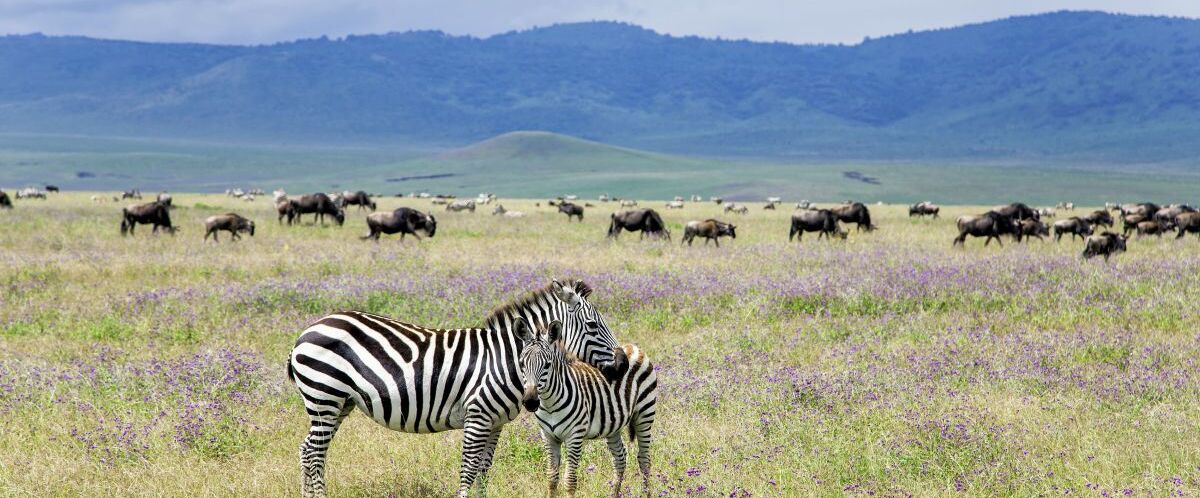 Zebras_Gnus © Marco Polo Reisen_Fotolia_Tatjana Keisa