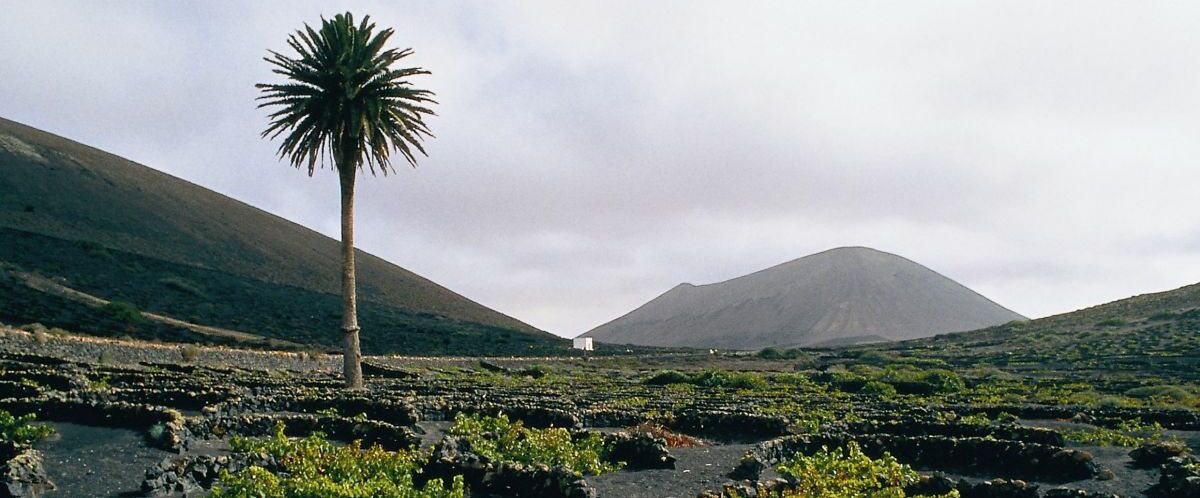 Lanzarote-La Gería-Weinberg_© Instituto de Turismo de España