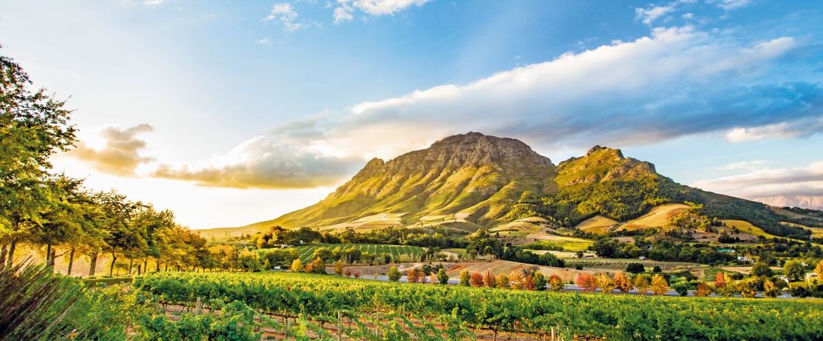 Wine,Region,Near,Stellenbosch,Looking,At,Simonsberg,In,South,Africa