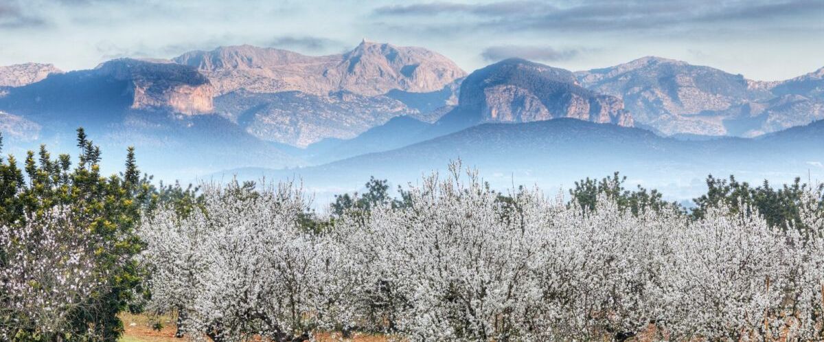 Mallorca Mandelblüte