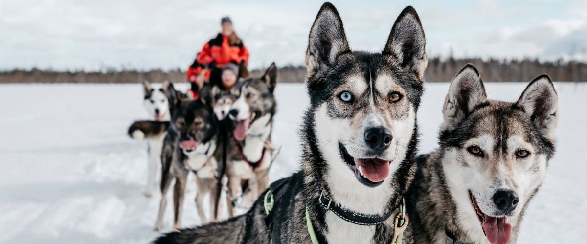 Husky 2019 (59)_© Lapland Hotels & Safaris