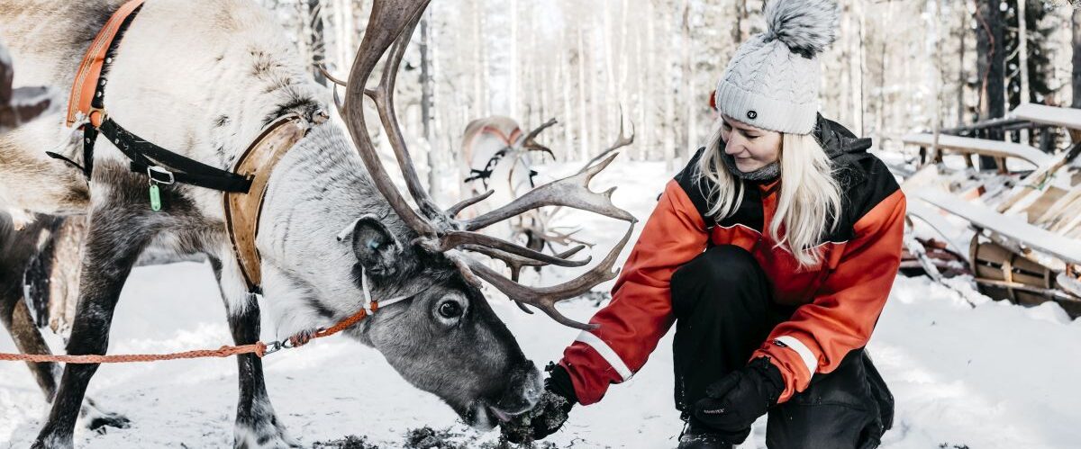 Reindeer 2019 (7)_© Lapland Hotels & Safaris