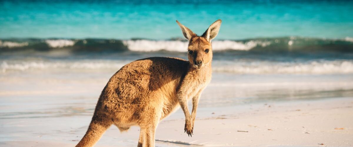 AU_WA_Kangaroo-at-Lucky-Bay_shutterstock_603577658