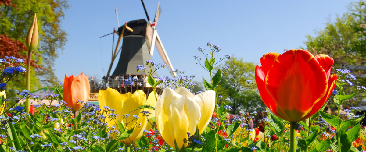 typical dutch: mill and tulips in keukenhof holland