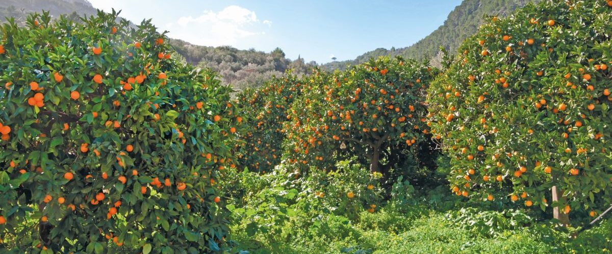 Soller, the valley of oranges, Mallorca, Balearic islands, Spain